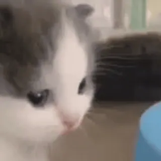 😦 кошка, котёнок, животное, питомец, милый, домашнее животное telegram sticker