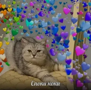 🥱 Споки ноки kot, serca, słodkie, zwierzę, szary whatsapp sticker