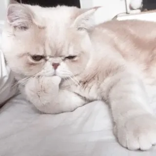 🖇 gato, mascota, animal, lindo, gracioso, meme whatsapp sticker