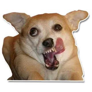 😚 chien, animal, langue, drôle, mignon telegram sticker