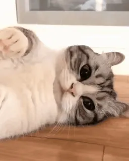 😔 猫, 動物, ペット, 家畜, ネコ科, 横たわる telegram sticker