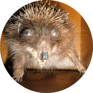 😂 animal, hérisson telegram sticker