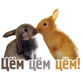 😘 Цём Цём Цём! coniglio, carino, bacio, amore, animali, affetto, tenerezza telegram sticker