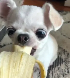 🍌 dog, chihuahua, banana, pet, animal, cute, food telegram sticker