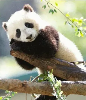 🥴 Panda, Animal, Fofo, Natureza, Vida selvagem, Árvore, Mamífero telegram sticker