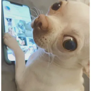 🐶 dog, chihuahua, phone, internet, cute telegram sticker