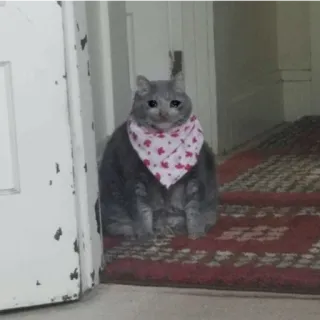 😭 kucing, sedih, bandana, abu-abu, hewan peliharaan telegram sticker