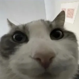 😐 cat, pet, animal, cute, eyes, domestic animal, kitty whatsapp sticker