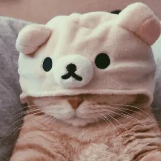 🥐 고양이, 동물, 애완동물, 귀여운, 모자, 곰, 주황색, 새끼 고양이 telegram sticker