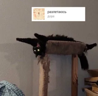 🐈‍⬛ разлетаюсь
дора cat, pet, funny, animal, meme, relaxing, adorable telegram sticker