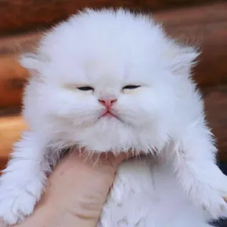 😺 chaton, chat, doux, blanc, animal de compagnie, animal, mignon, chat persan telegram sticker