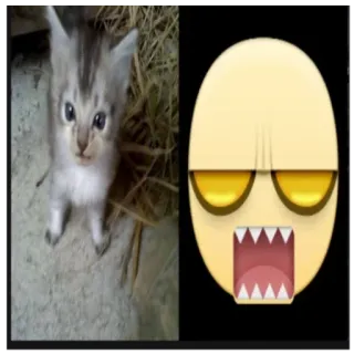 😡 小猫, 猫, 动物, 表情符号, 搞笑 telegram sticker