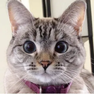 🐱 kot, zwierzę, zwierzę domowe, zwierzę domowe, kotowate, ssak telegram sticker