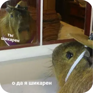 😎 ты шикарен 
 о да я шикарен capybara, chapeau, mignon, rongeur, animal whatsapp sticker