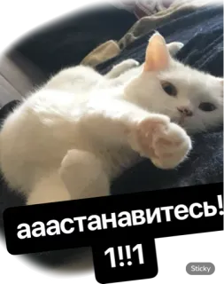 🖐 ааастановитесь! 1!!1 cat, white cat, russian, sticker whatsapp sticker