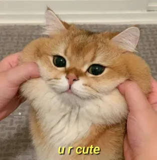 💛 ur cute gato, fofo, animal, animal de estimação, adorável, gatinho, animal doméstico, gato dourado telegram sticker