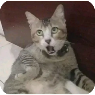 🌟 gato, chocado, surpresa, engraçado, animal, animal de estimação, animal doméstico, felino telegram sticker