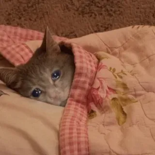 😴 cat, sad, crying, kitten, blanket, cute whatsapp sticker