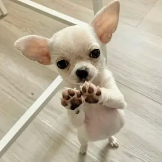 😥 chihuahua, puppy, hond, schattig, dier, kleine hond, huisdier telegram sticker