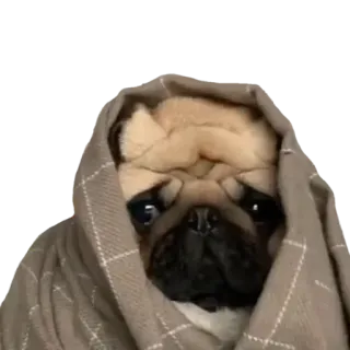 🥟 pies, mops, smutny, koc, słodki telegram sticker