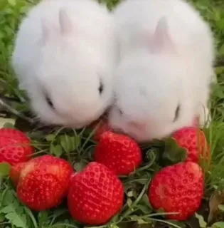 🌟 rabbits, strawberries, cute, animals, food, fruit, bunny, pet whatsapp sticker