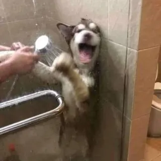 🐶 Hund, Dusche, Bad, Welpe, Husky, Tier whatsapp sticker