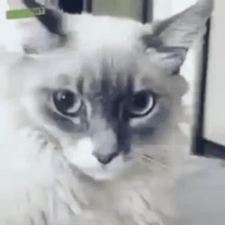 🙀 gato, animal, animal de estimação, fofo, gato doméstico, felino telegram sticker