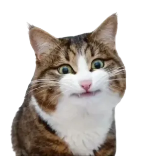 😀 gato, animal de estimação, animal, fofo, engraçado, meme telegram sticker