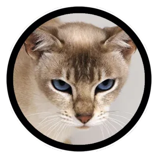 😐 gato, animal, animal de estimação, olhos azuis, adesivo, animal doméstico telegram sticker