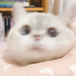 🧸 gatto, animale, carino, animale domestico, gattino, animale da compagnia telegram sticker