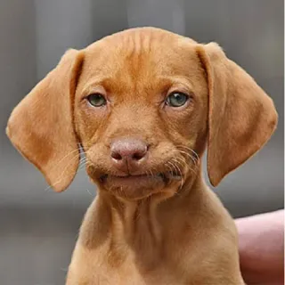 😑 cane, cucciolo, animale, carino, vizsla, ritratto telegram sticker