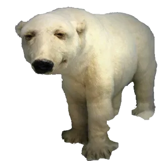 🐐 ours polaire, animal, faune, ours, mammifère whatsapp sticker