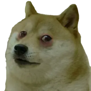 😞 Doge perro, meme, doge, animal, shiba inu, meme de internet whatsapp sticker