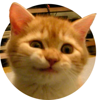 😏 cat, kitten, animal, orange cat, pet, cute, feline telegram sticker