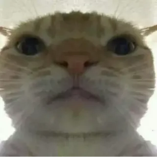 😐 chat, gros plan, mème, drôle, animal, animal de compagnie telegram sticker