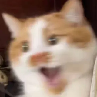 😨 kat, geschokt, verrast, dier, meme telegram sticker