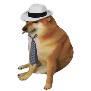 🐶 cheems หมา, cheems, มีม, หมวก, เนคไท, สัตว์เลี้ยง whatsapp sticker