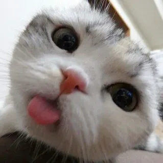 😛 mèo, động vật, thú cưng, lưỡi, dễ thương, mèo nhà telegram sticker
