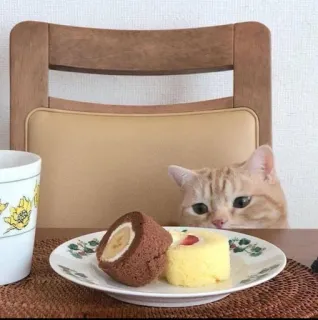 🍧 Katze, Kuchen, Essen, Tier, Dessert, süß telegram sticker