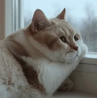 🍥 gato, animal, animal de estimação, animal doméstico, janela, contemplativo, pensativo telegram sticker