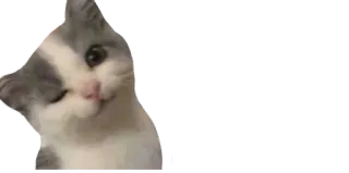 😉 gato, animal, piscadela, fofo telegram sticker