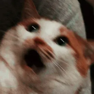 😳 chat, mème, drôle, animal, orange, animal de compagnie telegram sticker