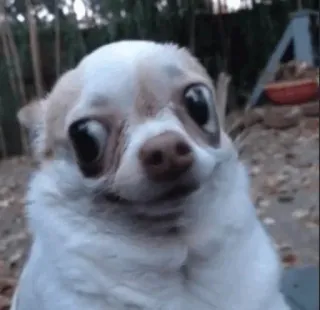 😌 dog, chihuahua, animal, pet, cute, funny, meme telegram sticker