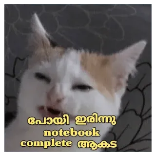 Cat Malayalam @sticker_pack_channel — @stckrRobot telegram stickers