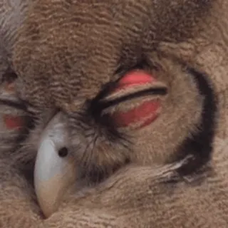 🦉 cú mèo, chim, buồn ngủ, động vật, cận cảnh telegram sticker