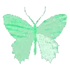 🦋