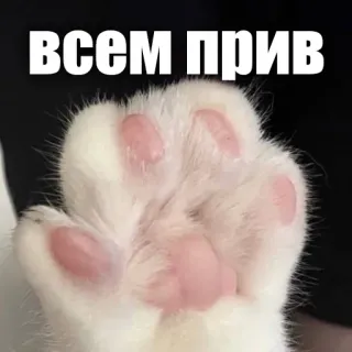 👋 всем прив cat paw, cute, animal, pet, russian, hello telegram sticker