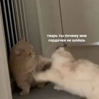 🤔 тварь ты почему мне сердечки не шлёшь gatos, gracioso, animales, ruso, meme whatsapp sticker