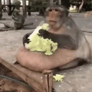 🥬 monkey, animal, eating, food, primate, wildlife whatsapp sticker