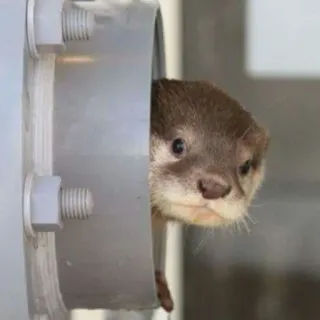 🦦 nutria, animal, lindo, fauna, mamífero, animal acuático, tubo telegram sticker